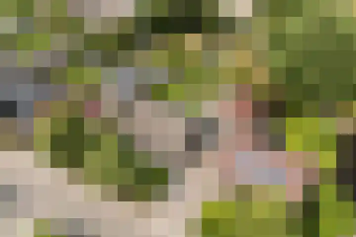 Weebosch 87 Bergeijk thumbnail 42