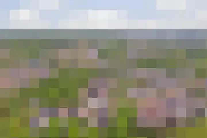 Weefkamer 91 Wierden thumbnail 33