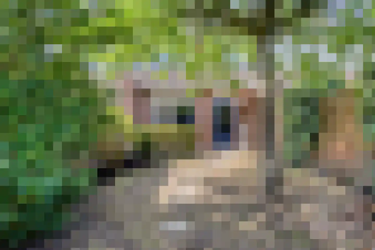 Weegbree 102 Best thumbnail 28
