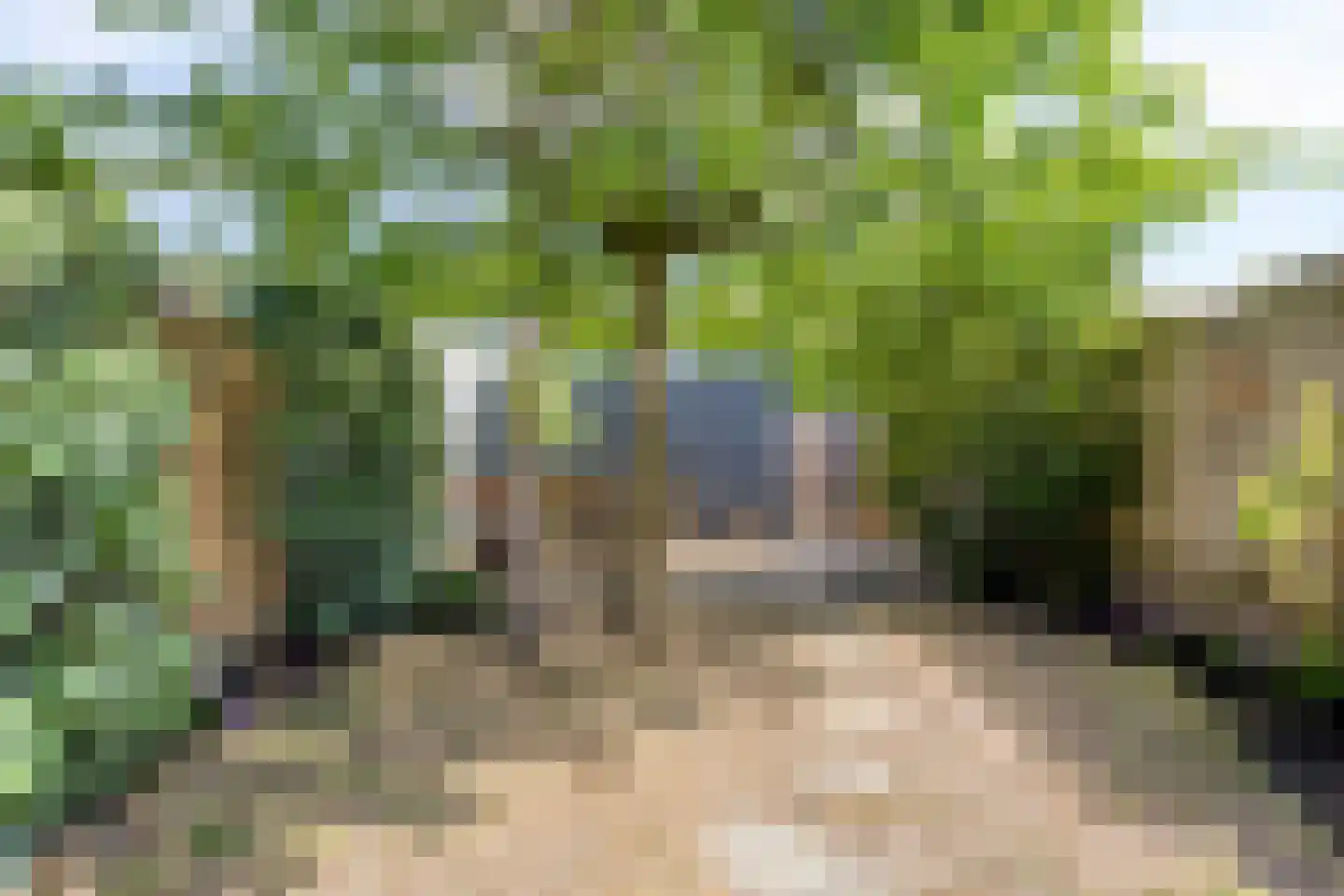 Weegbree 102 Best thumbnail 5