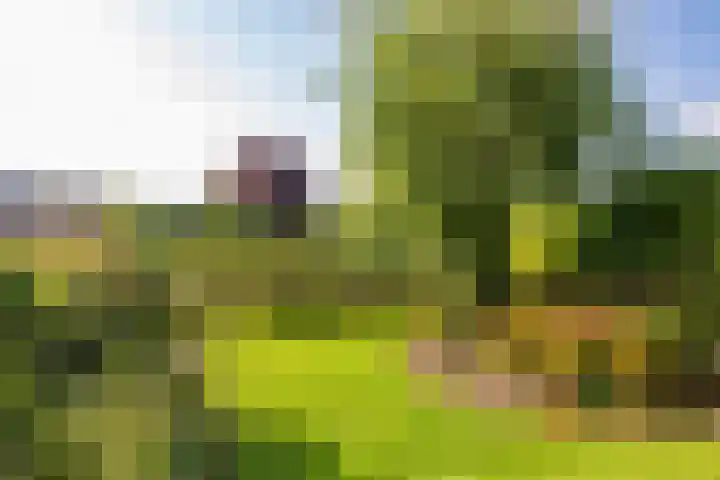 Weegbree 11 Hoogeveen thumbnail 50