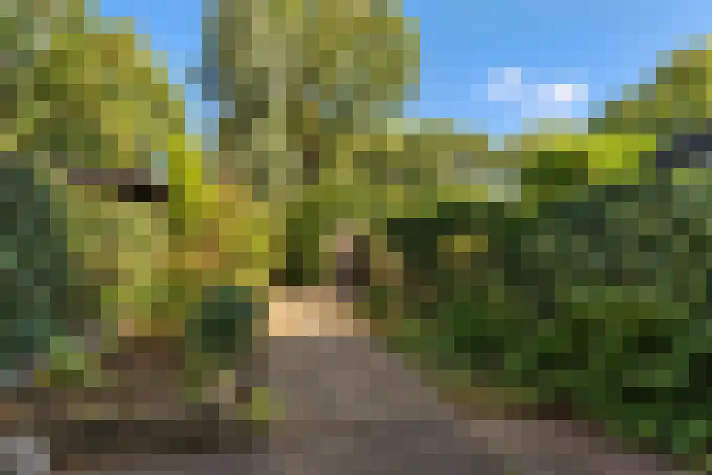 Weegbree 12 Huizen thumbnail 28