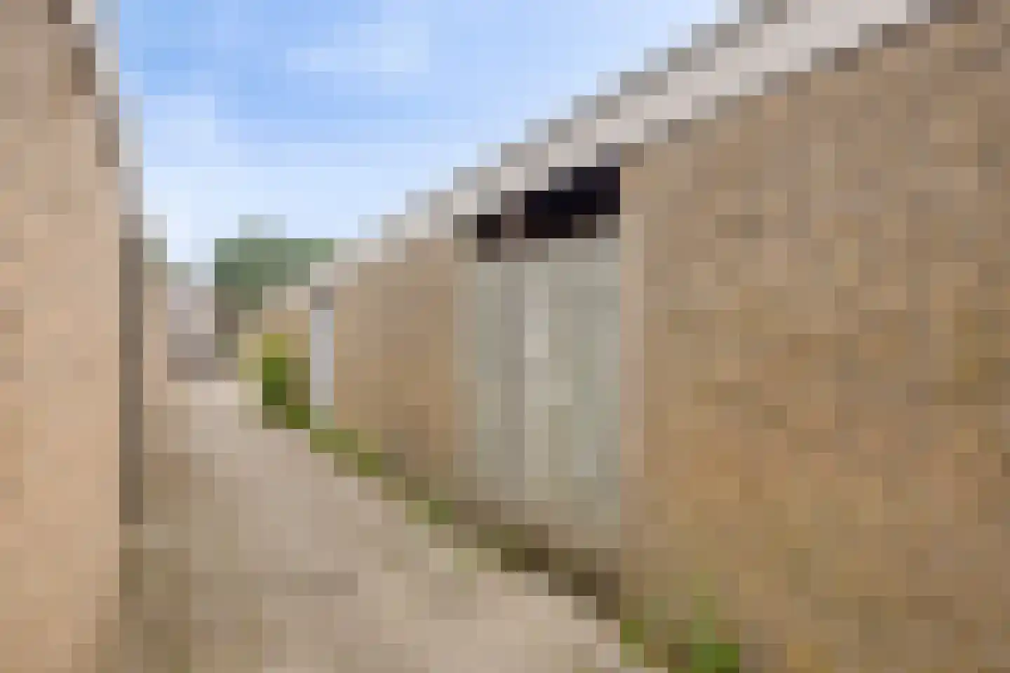 Weegbree 12 Kampen thumbnail 31