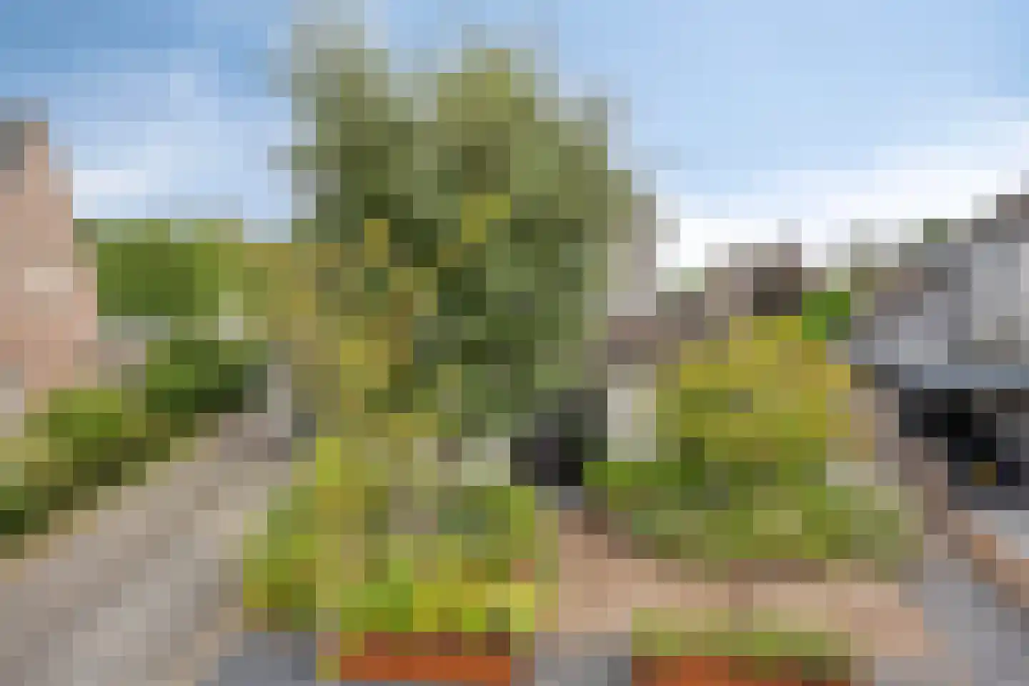 Weegbree 14 Cuijk thumbnail 15