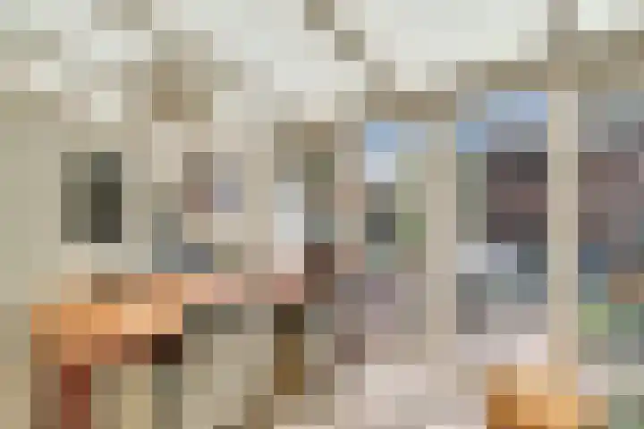 Weegbree 15 Nijverdal thumbnail 14