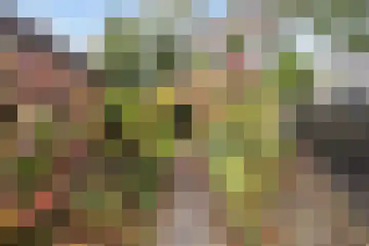 Weegbree 17 Grootegast thumbnail 22