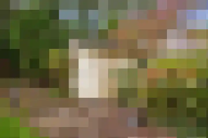 Weegbree 17 Grootegast thumbnail 24
