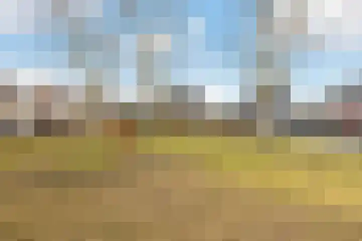Weegbree 18 Roden thumbnail 52
