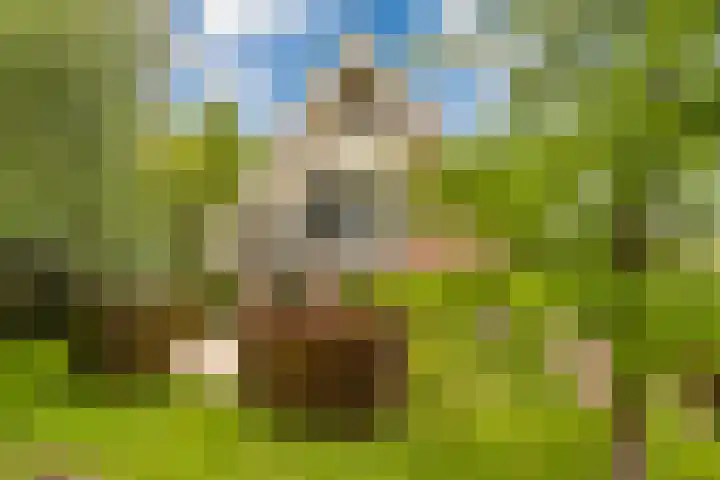 Weegbree 2 Bergambacht thumbnail 42