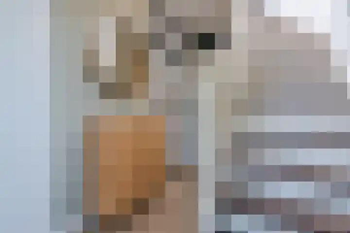 Weegbree 2 Hoogeveen thumbnail 11