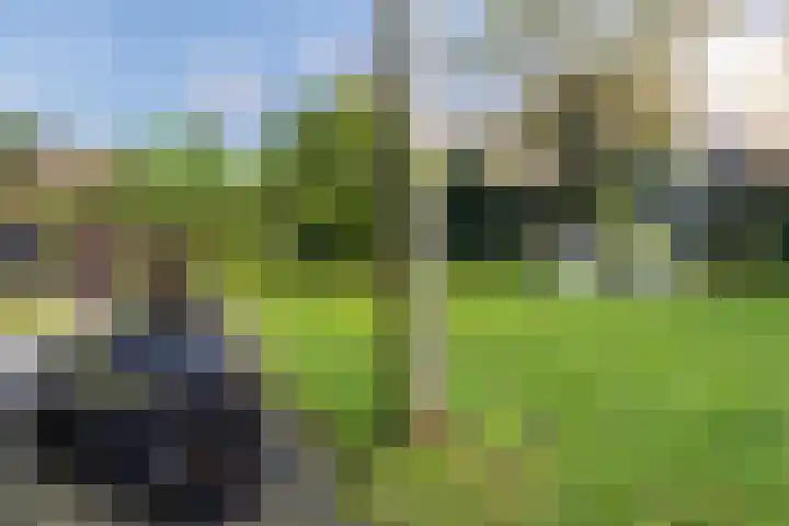 Weegbree 20 Leek thumbnail 44