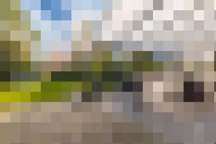 Weegbree 20 Leek thumbnail 46