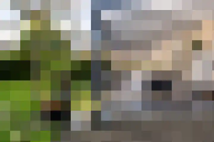 Weegbree 20 Leek thumbnail 47