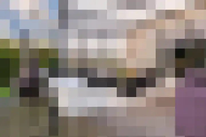 Weegbree 20 Leek thumbnail 49
