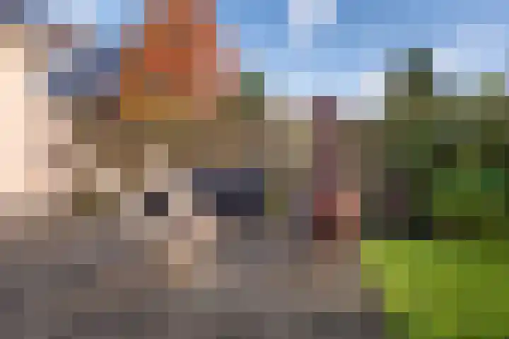 Weegbree 20 Leek thumbnail 50