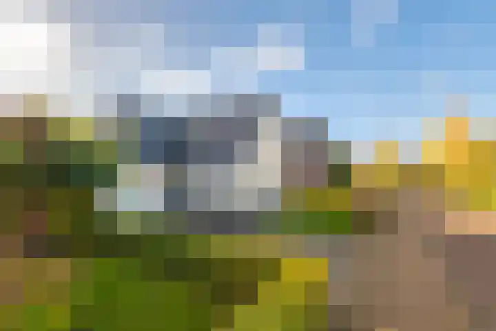 Weegbree 20 Leek thumbnail 6