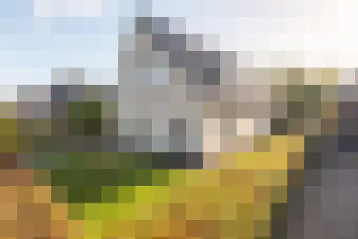 Weegbree 20 Leek thumbnail 7