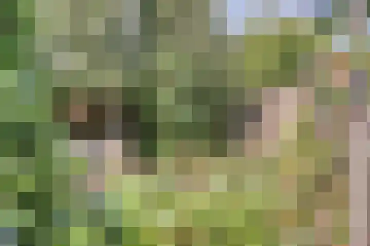 Weegbree 3 Kapelle thumbnail 37