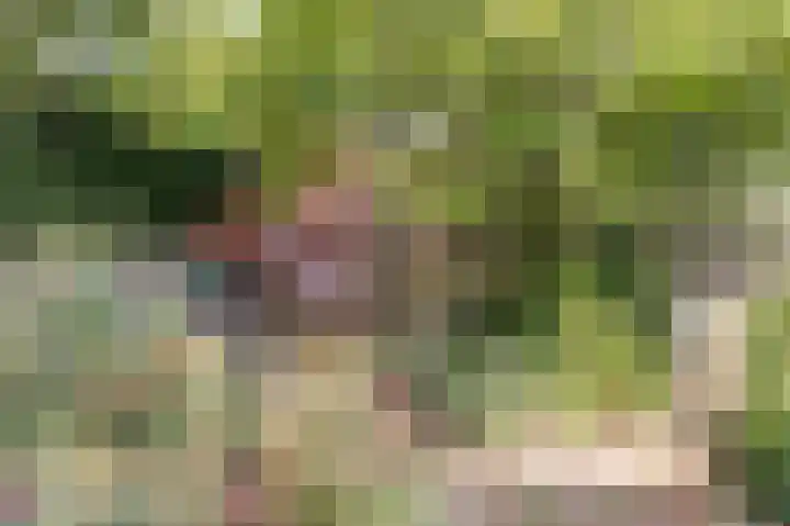 Weegbree 3 Kapelle thumbnail 38