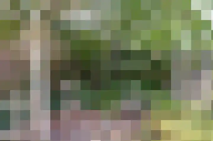 Weegbree 3 Kapelle thumbnail 41