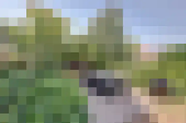 Weegbree 3 Kapelle thumbnail 42