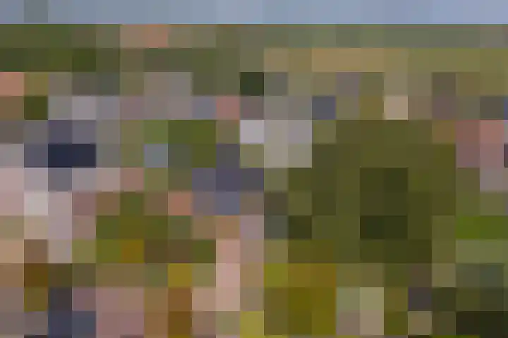 Weegbree 3 Kapelle thumbnail 45
