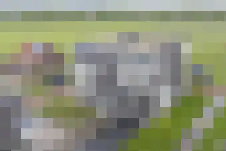 Weegbree 30 in Havelte