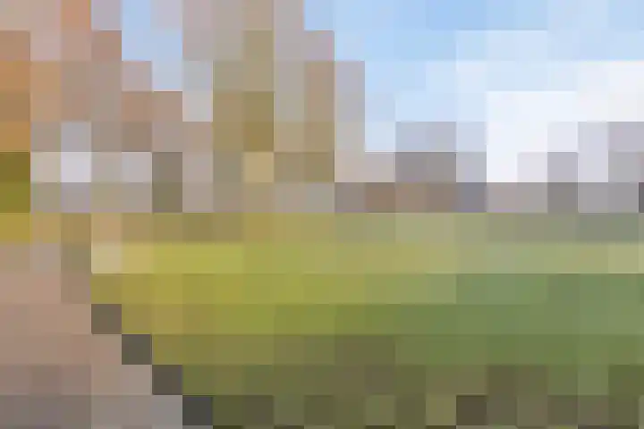 Weegbree 31 Grootegast thumbnail 49