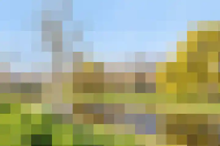 Weegbree 31 's-Hertogenbosch thumbnail 26