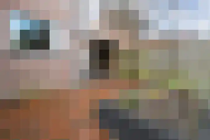 Weegbree 32 Nieuwleusen thumbnail 47