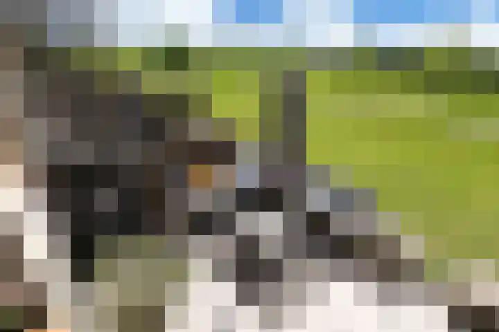 Weegbree 35 Heerhugowaard thumbnail 35