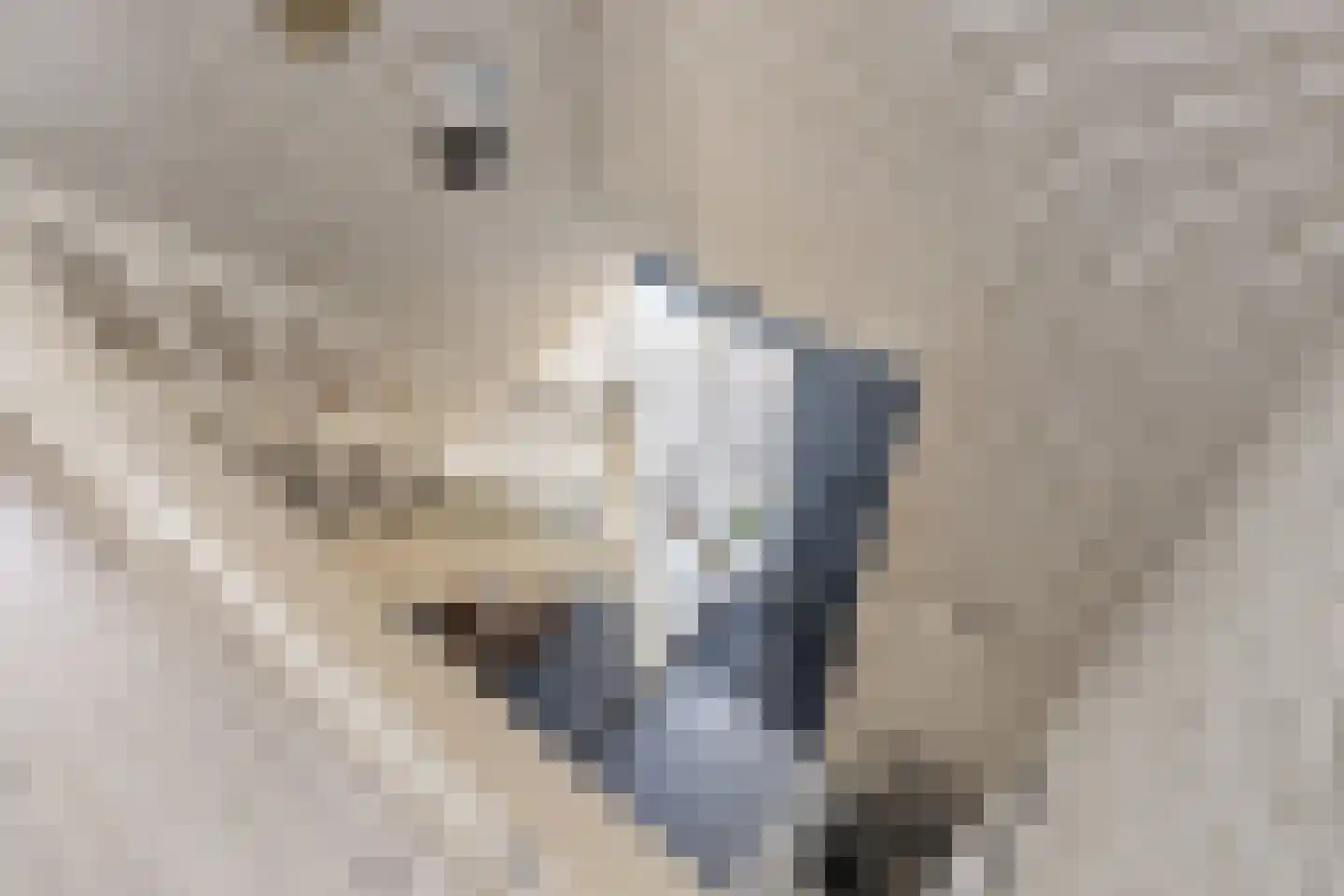 Weegbree 4 Delfzijl thumbnail 32