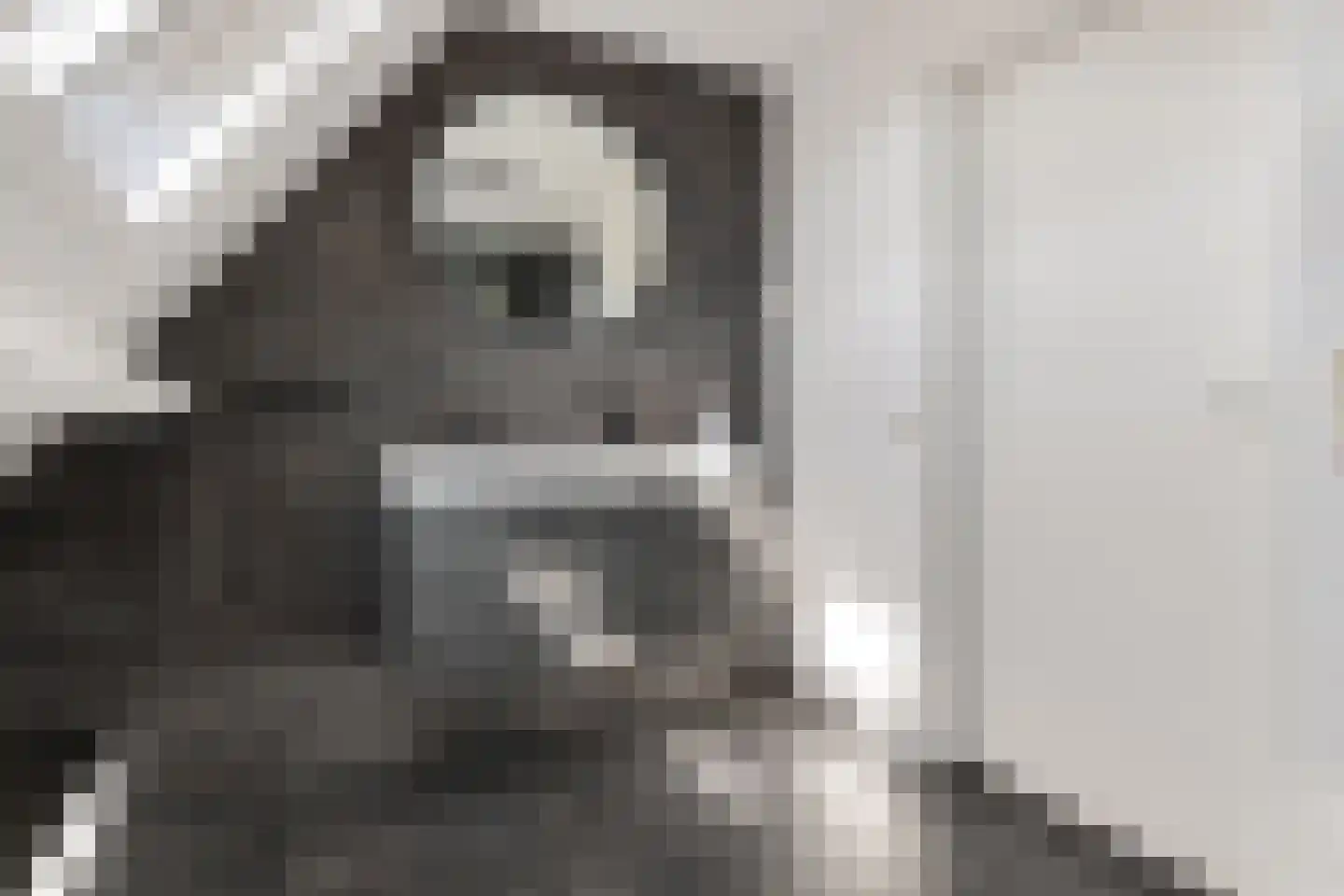 Weegbree 4 Delfzijl thumbnail 38