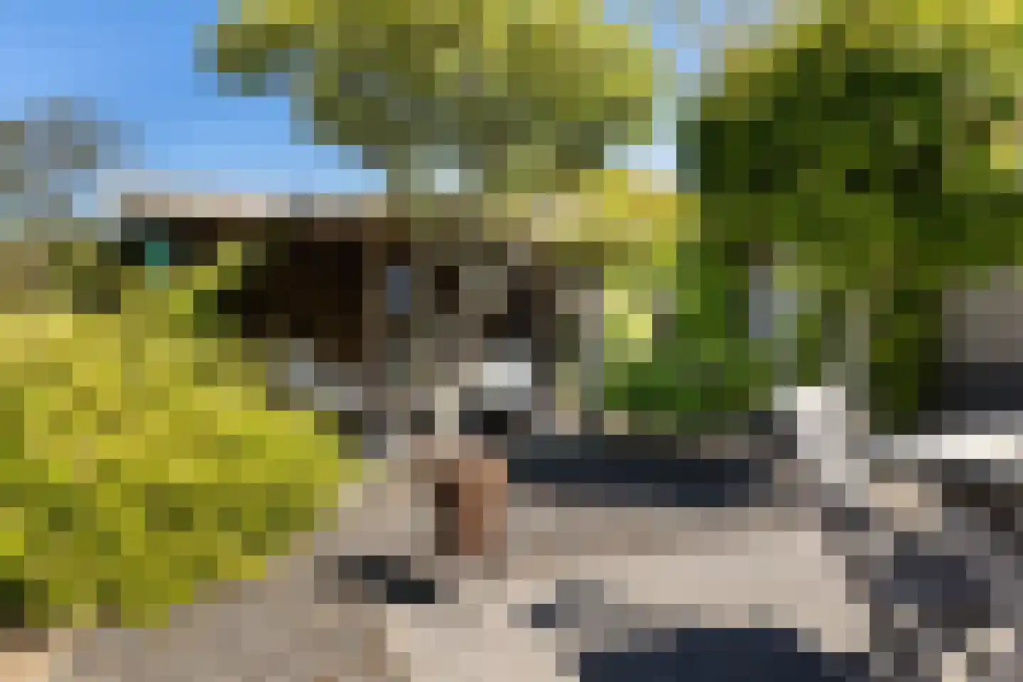 Weegbree 4 Delfzijl thumbnail 50