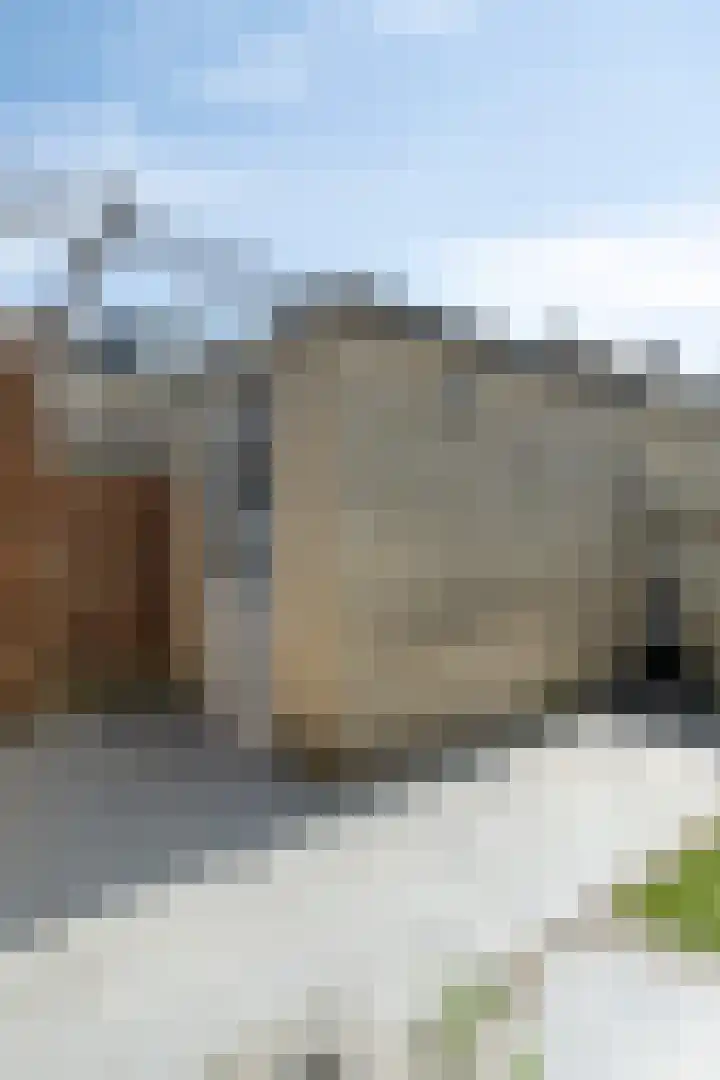 Weegbree 4 Gouderak thumbnail 28