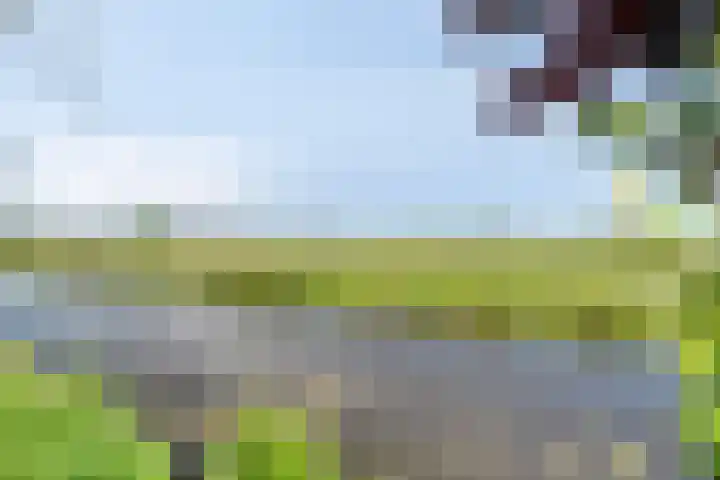 Weegbree 4 Gouderak thumbnail 31