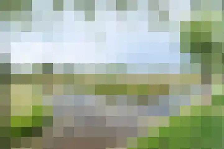 Weegbree 4 Gouderak thumbnail 32