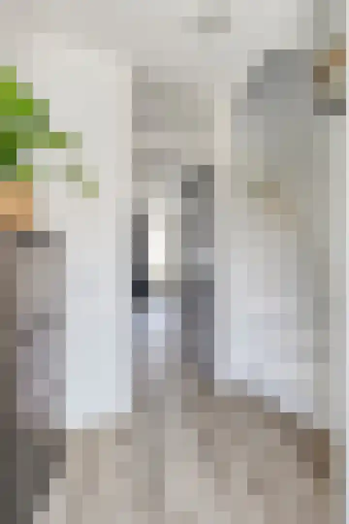 Weegbree 4 Gouderak thumbnail 5