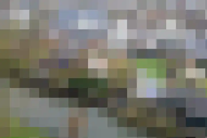 Weegbree 4 Opmeer thumbnail 4