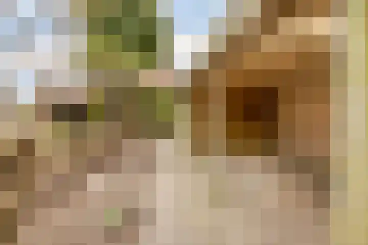 Weegbree 47 Nieuwleusen thumbnail 45