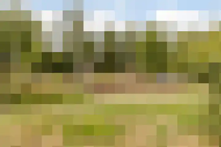 Weegbree 47 Nieuwleusen thumbnail 49