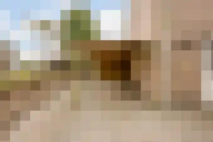 Weegbree 47 Nieuwleusen thumbnail 5