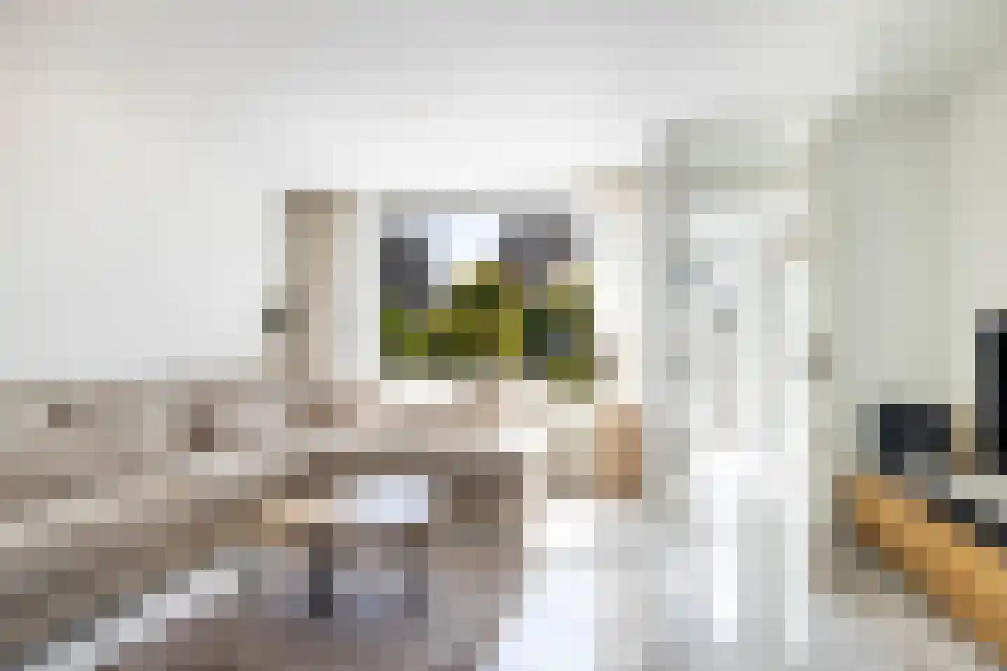 Weegbree 48 Gouderak thumbnail 12
