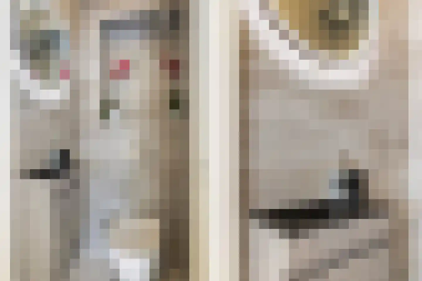 Weegbree 48 Gouderak thumbnail 30
