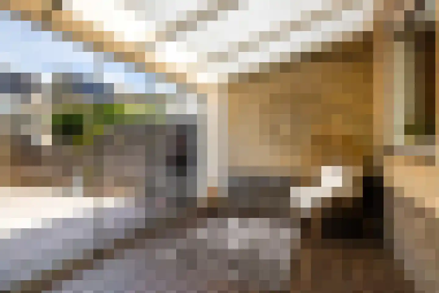 Weegbree 48 Gouderak thumbnail 53