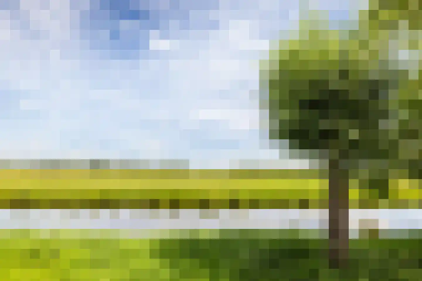 Weegbree 48 Gouderak thumbnail 61