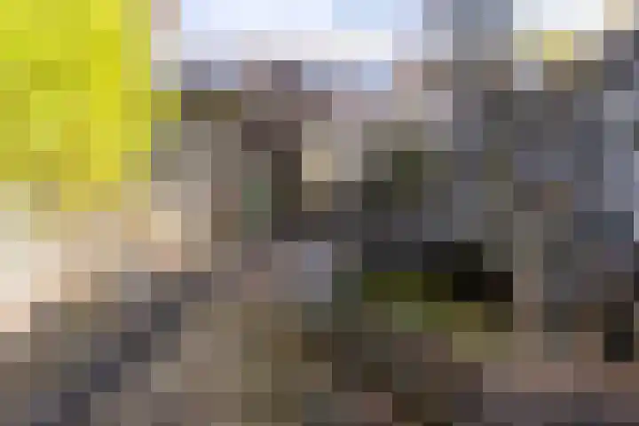Weegbree 49 Zwaag thumbnail 31