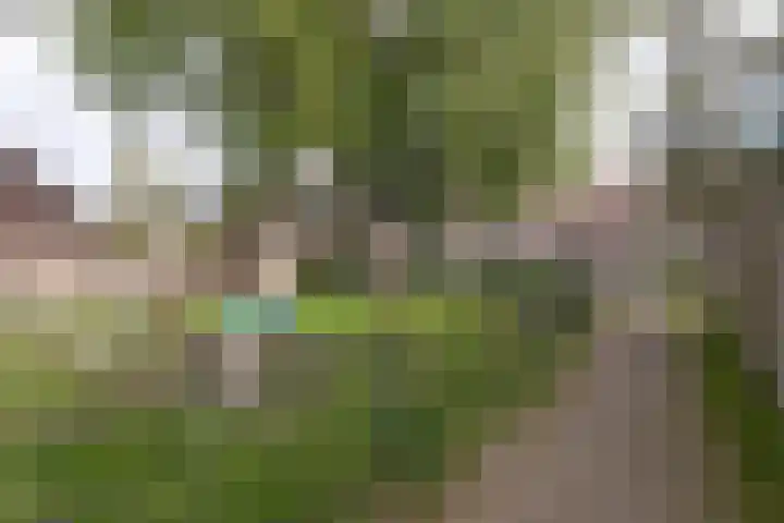Weegbree 49 Zwaag thumbnail 4