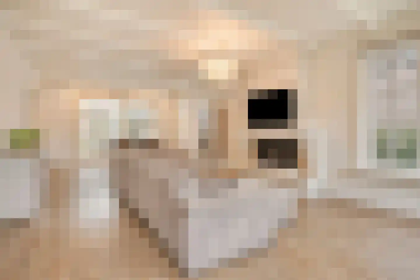 Weegbree 5 Best thumbnail 22