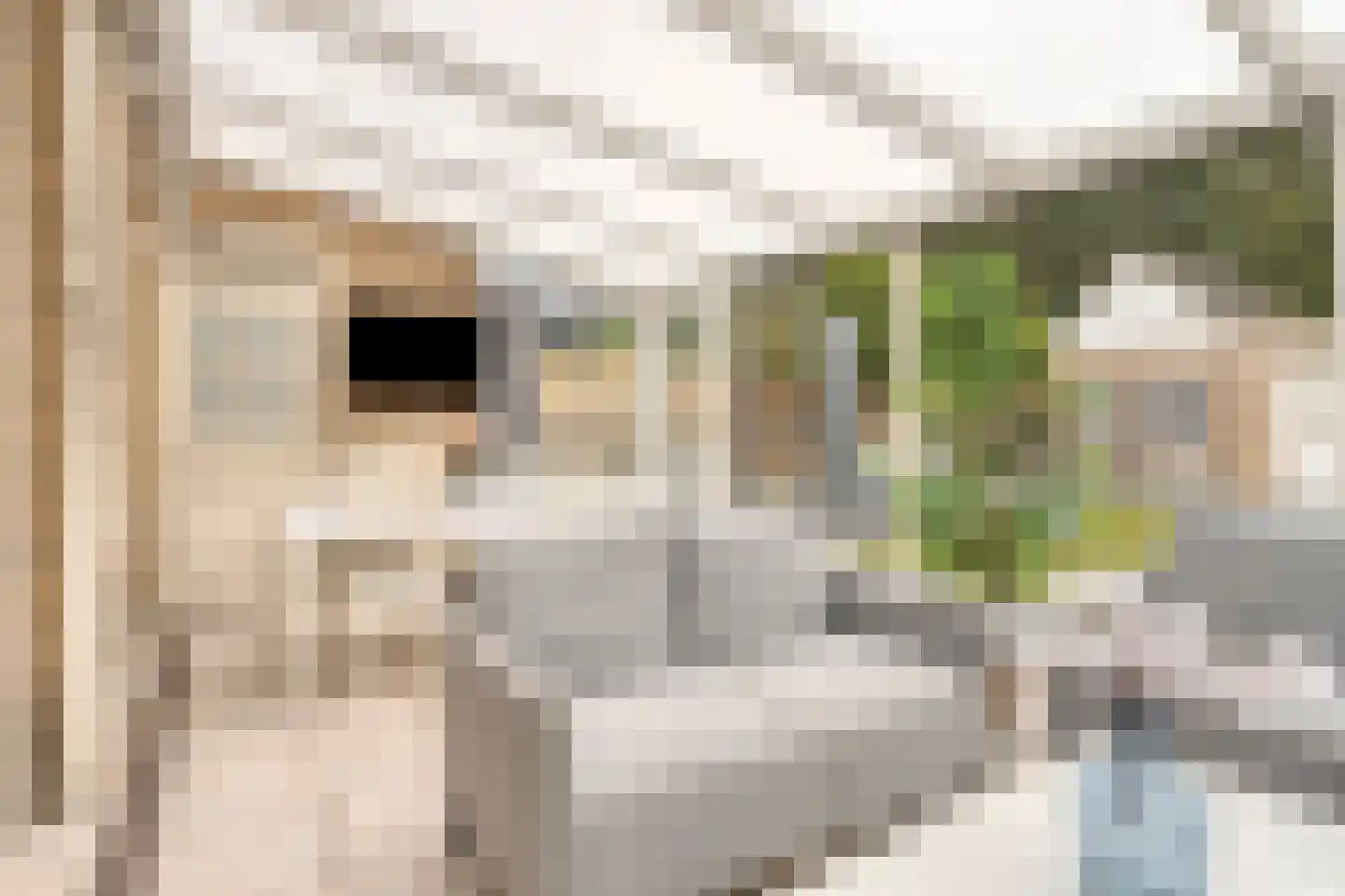 Weegbree 5 Best thumbnail 35